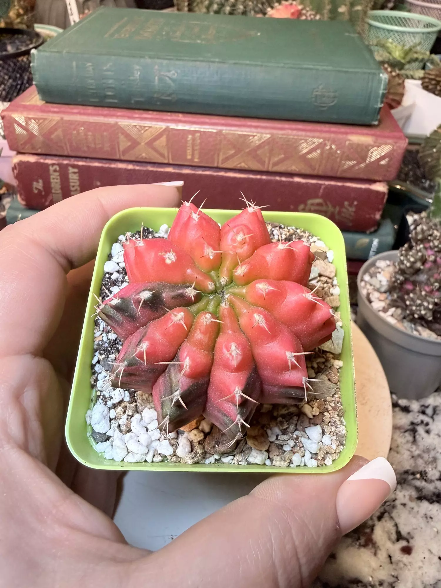 plant/0009 Super Pretty Lime Topped Gymno-0