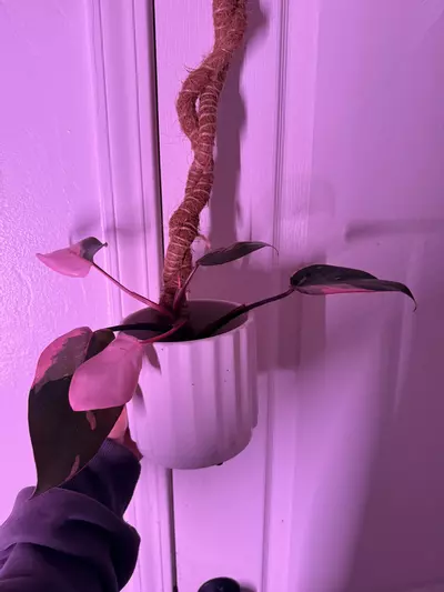 plant/Pink princess philodendron highly VARIGATED 🌱💕-1-thumbnail