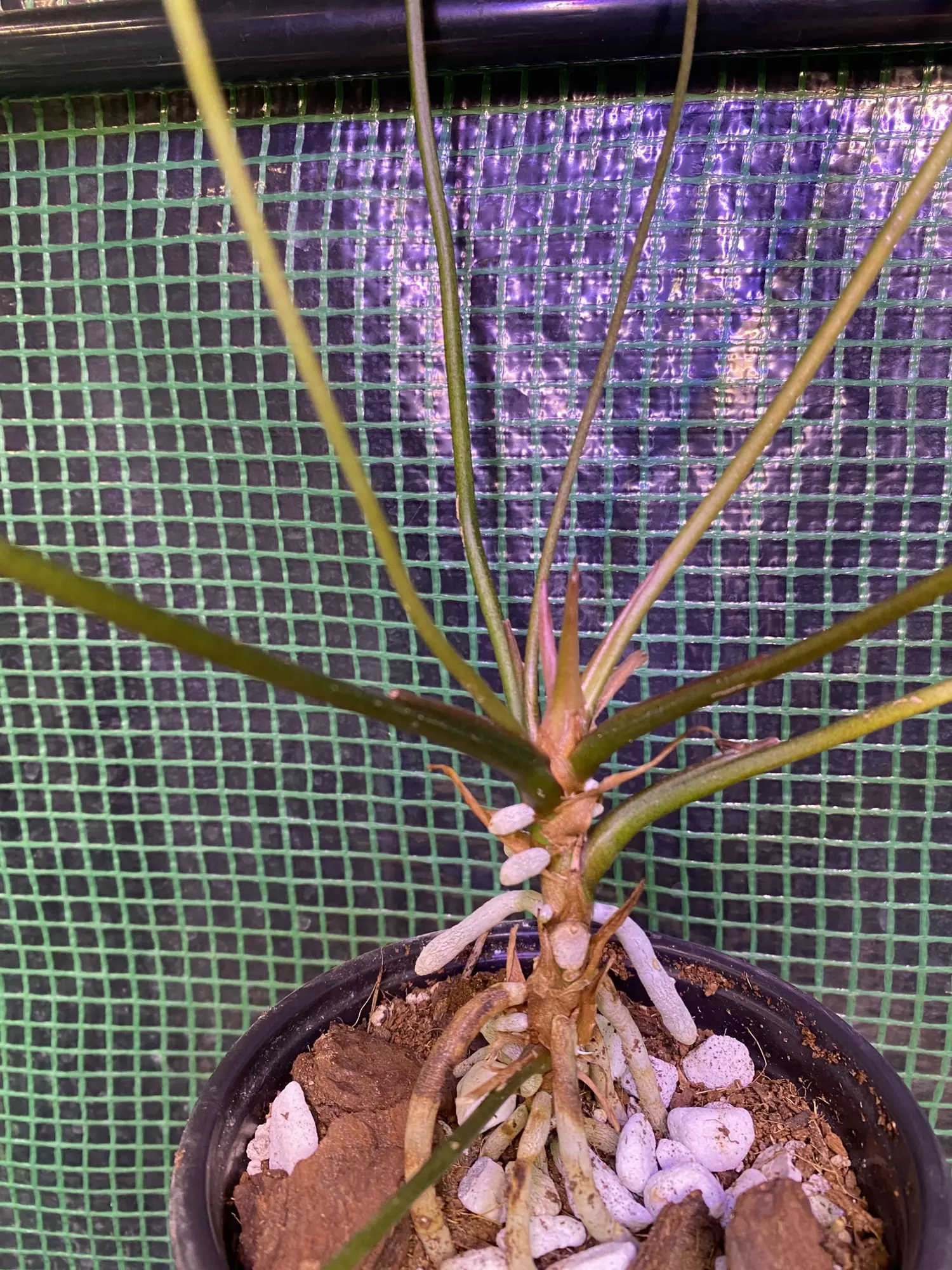 plant/Anthurium ‘Gracile’ 4.5” *flowering*-1