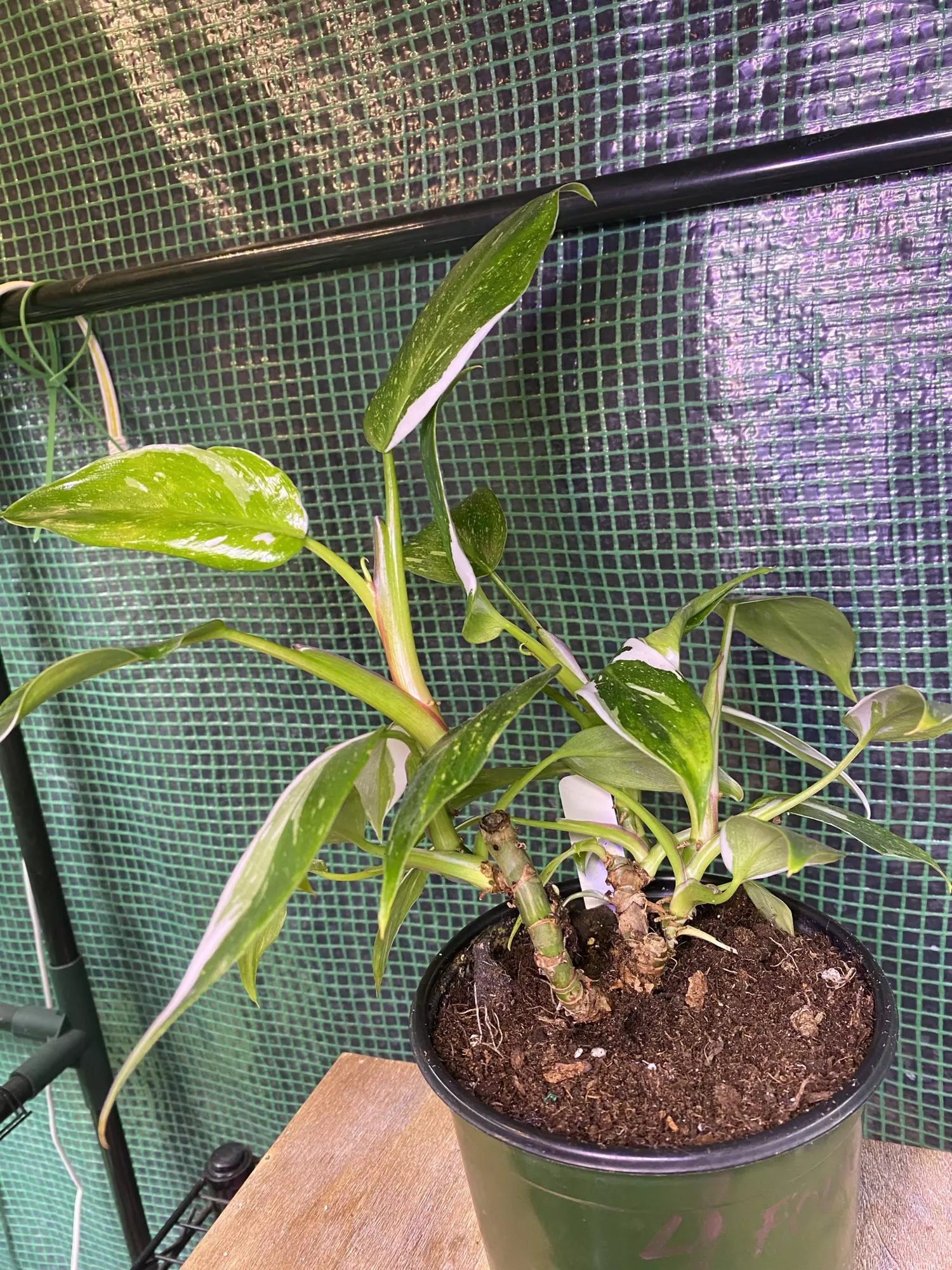 plant/Philo. White Princess Bushy Plant 6”-2