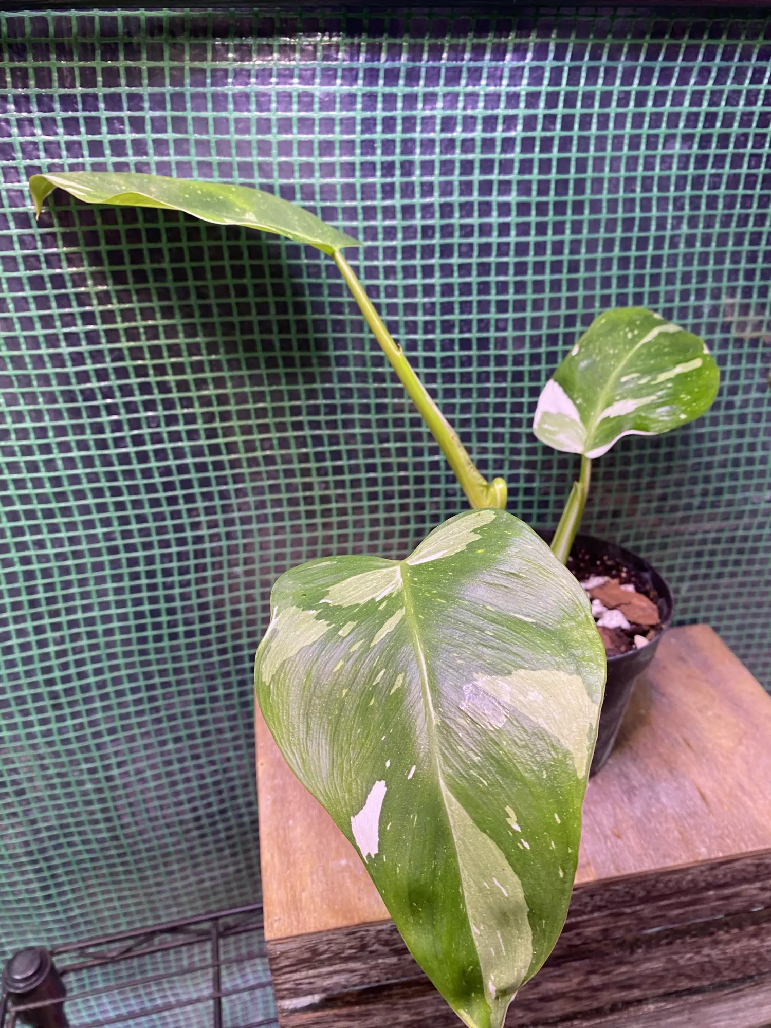 plant/Philo. White Princess 4”-1