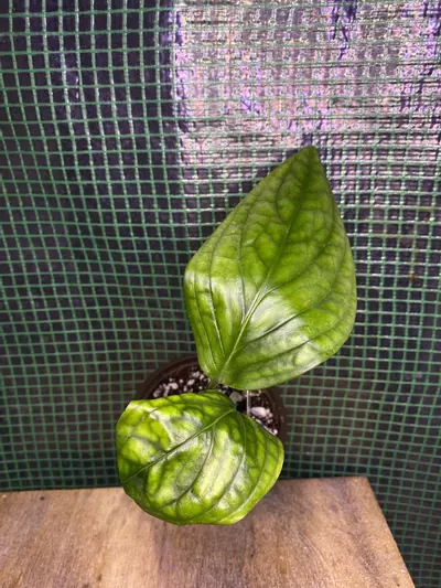 plant/3” Monstera Peru-0-thumbnail