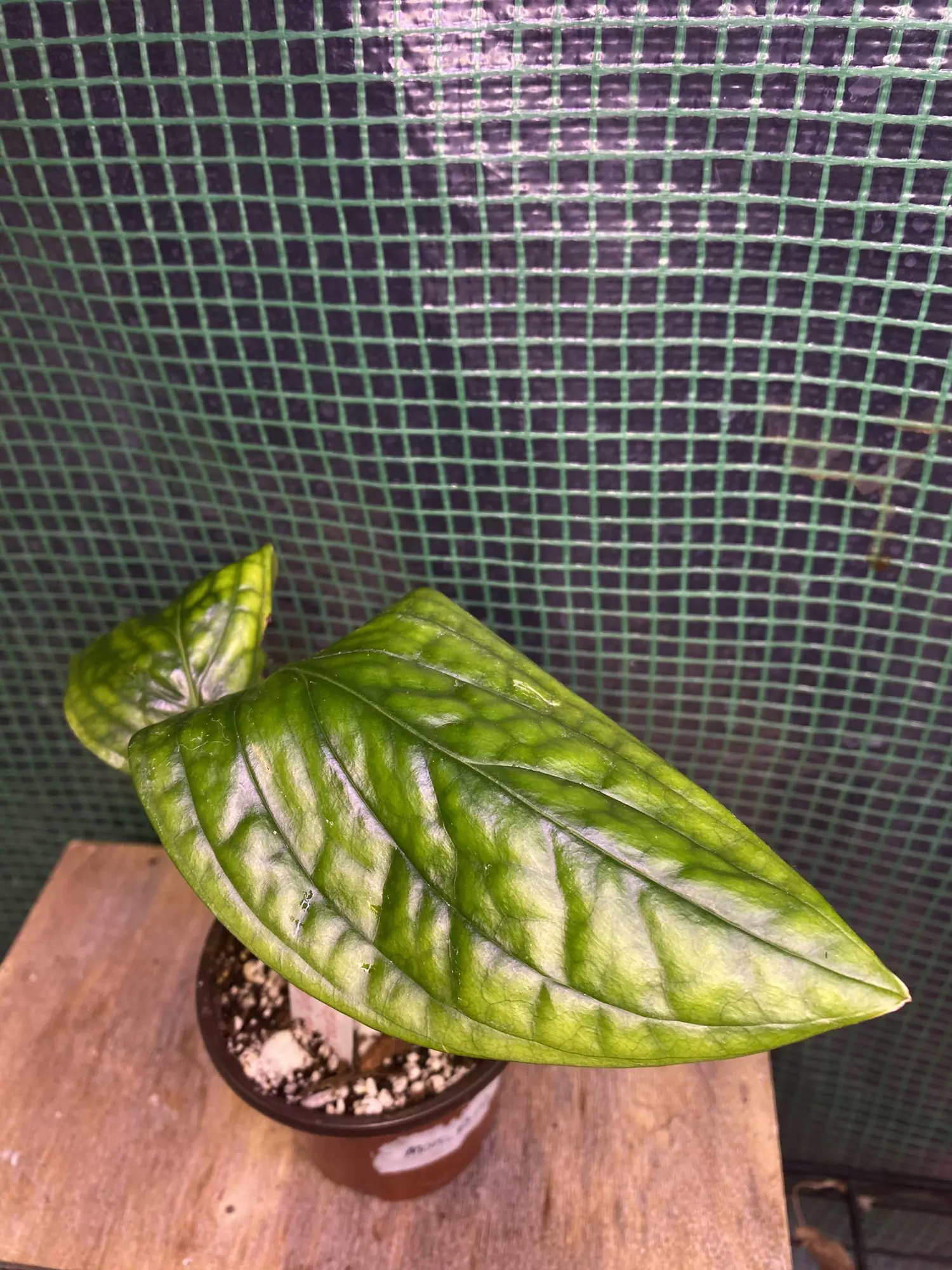 plant/3” Monstera Peru-1