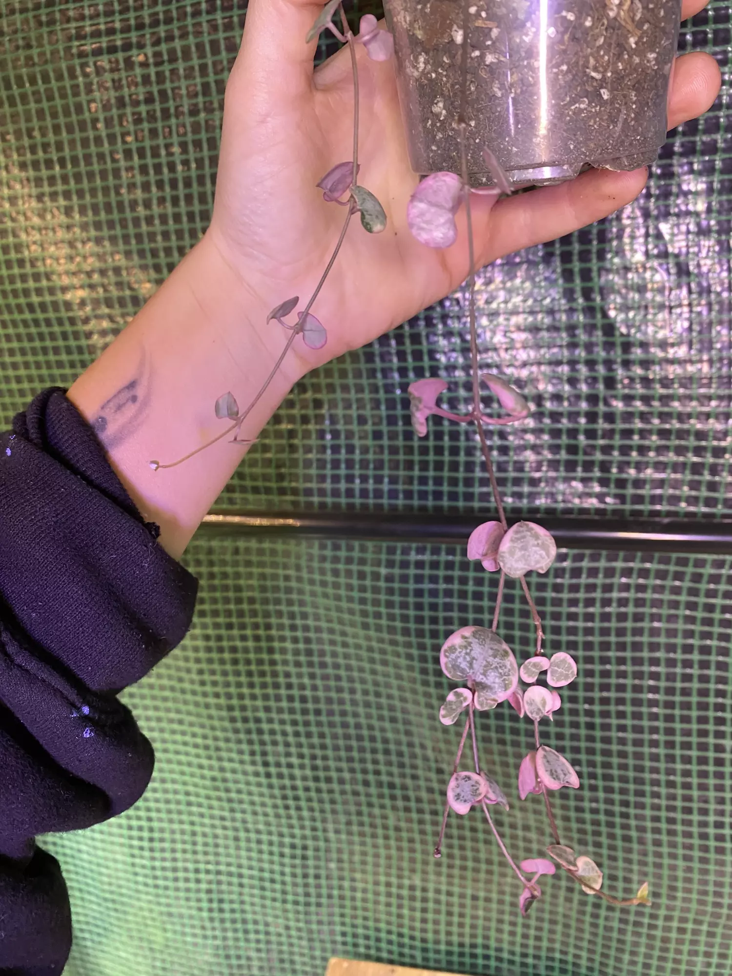 plant/Variegated String of Hearts 3” *ADD-ON ONLY-0