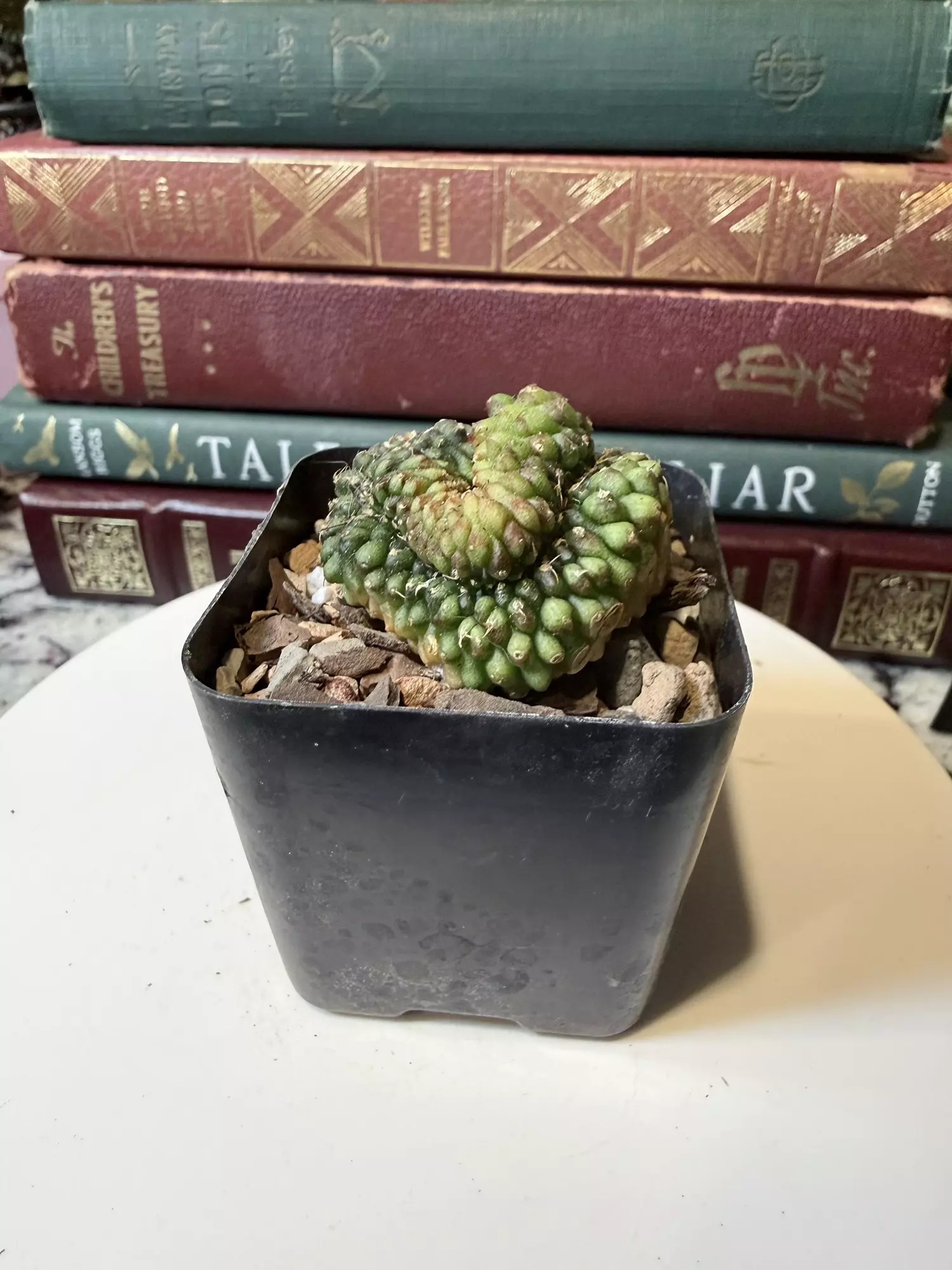 plant/0003 Gymnocalycium Cristata-1