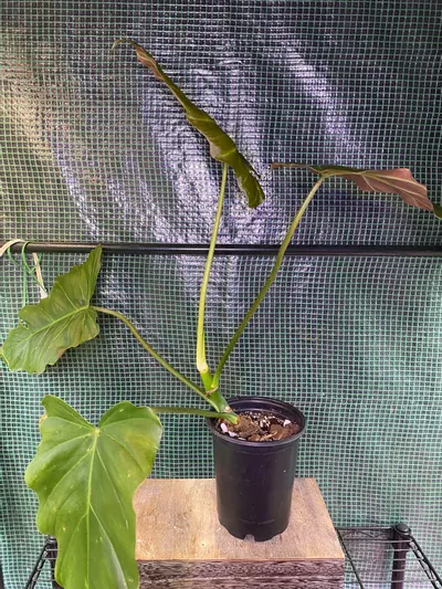 plant/Philo. Corsinanum 4.5” TALL POT/PLANT-2-thumbnail