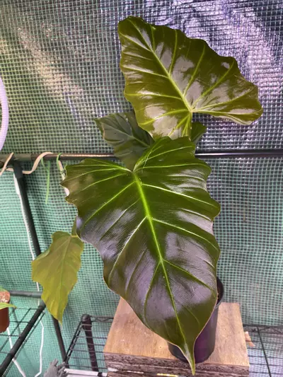 plant/Philo. Corsinanum 4.5” TALL POT/PLANT-0-thumbnail