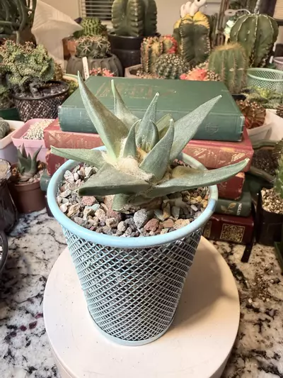 plant/0008 Ariocarpus Trigonus-0-thumbnail