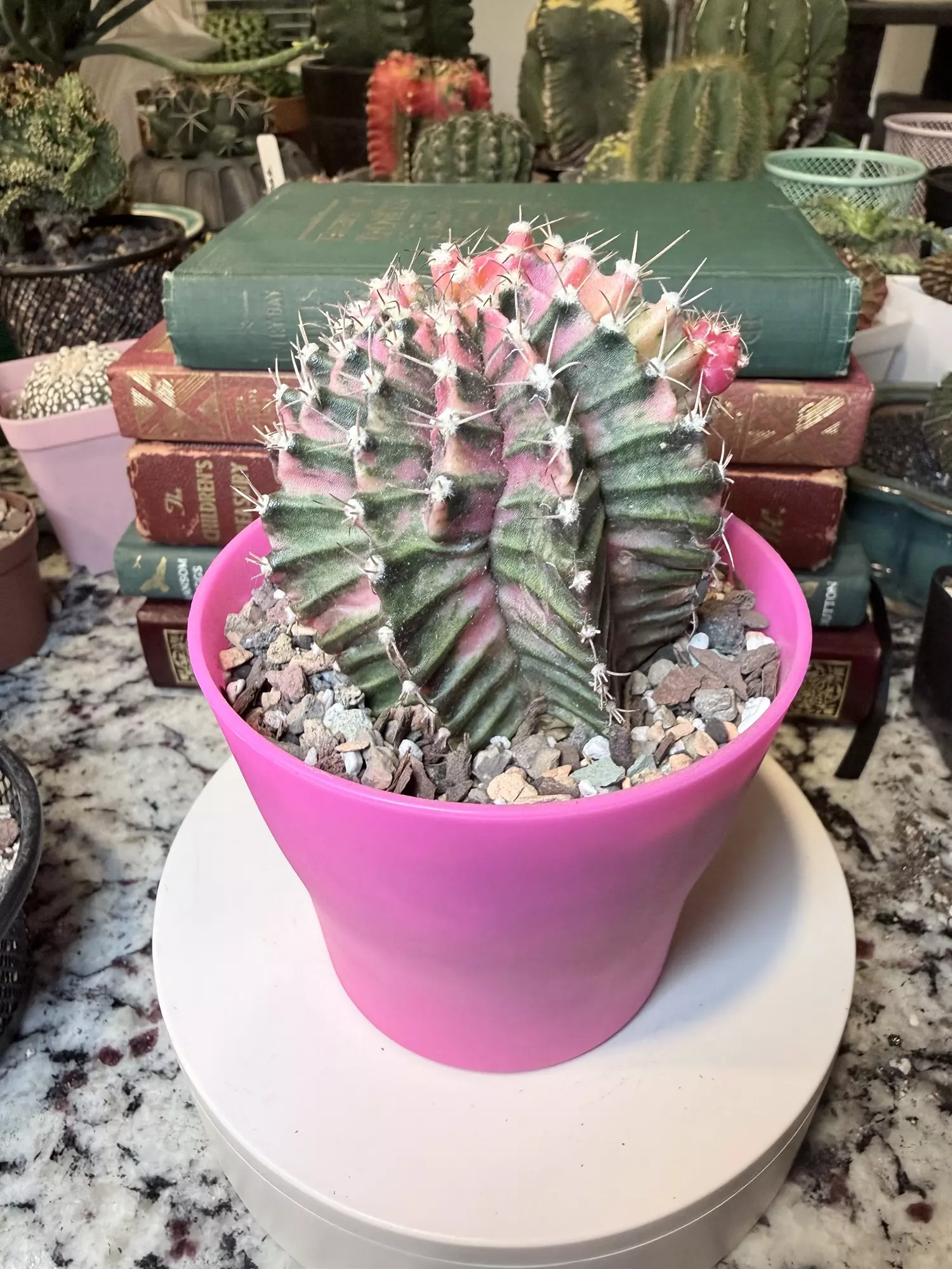 plant/0005 Pink Twisty Gymno Momma-2