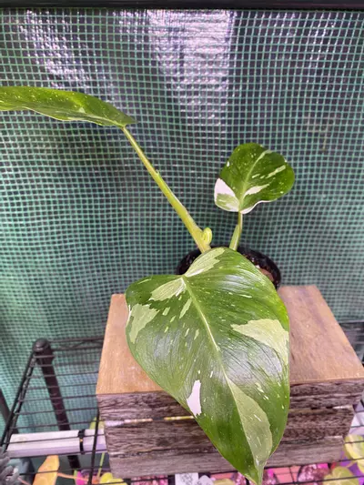 plant/Philo. White Princess 4”-0-thumbnail