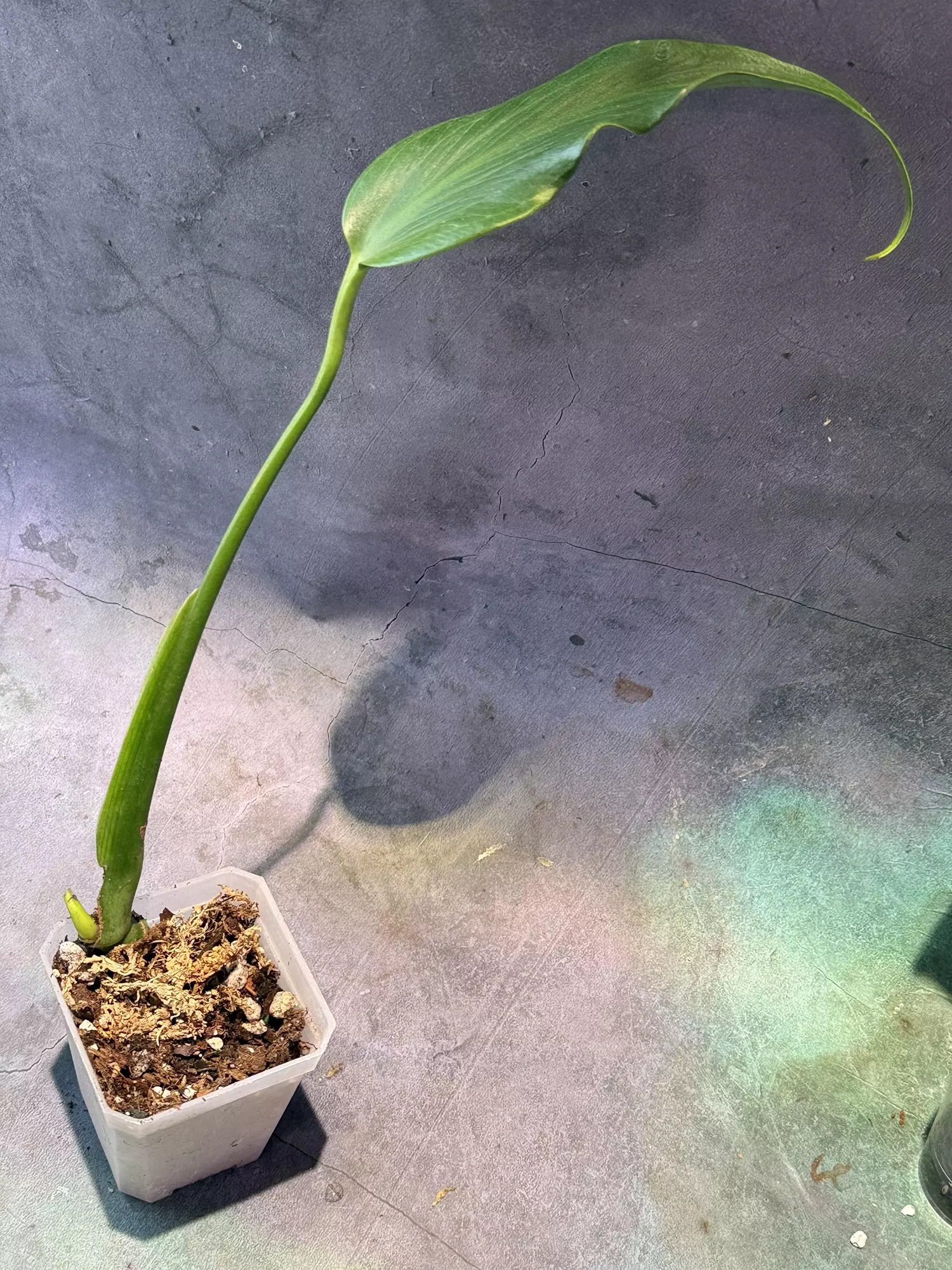plant/Monstera burle Marx flame rooted w/new growth-0