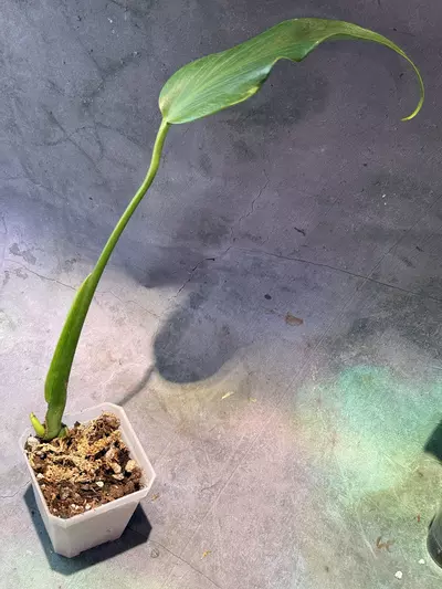 plant/Monstera burle Marx flame rooted w/new growth-0-thumbnail