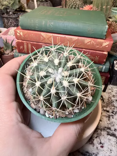 plant/Not Sure but it’s Cool Looking-0-thumbnail