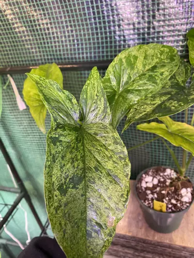 plant/Syngonium ‘Mojito’ 4”-0-thumbnail