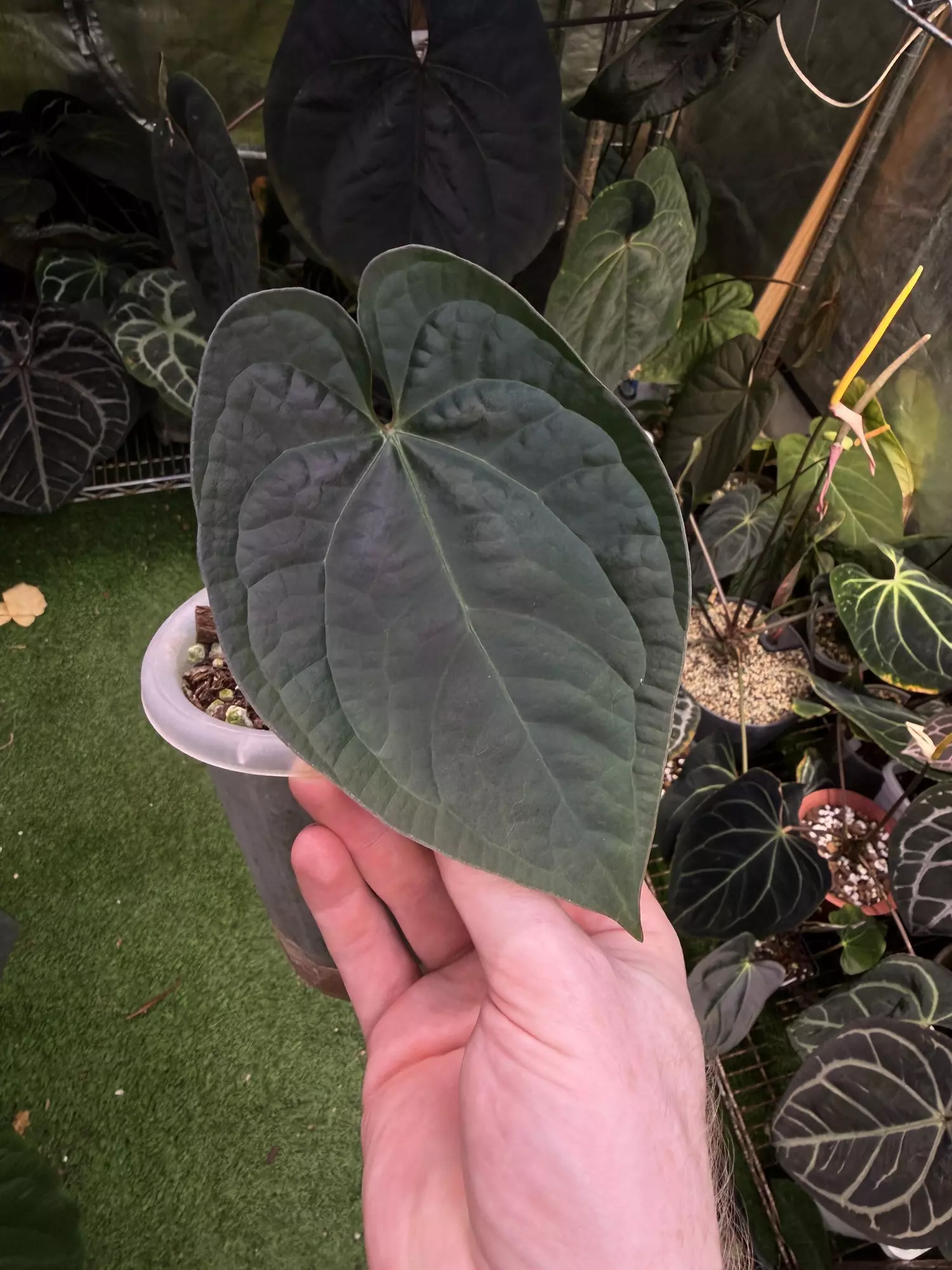 plant/In cataphyl, one leaf Crystallinum x lux -0