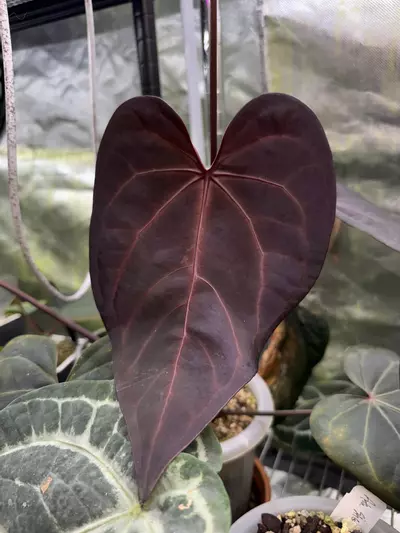 plant/(Carla x RVDP) x Merlot-2-thumbnail