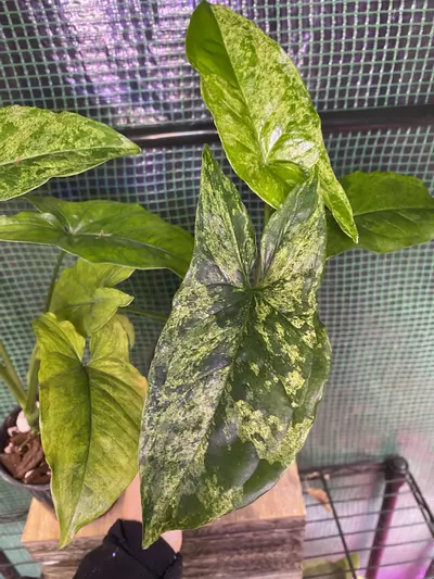 plant/Syngonium ‘Mojito’ 4”-1-thumbnail