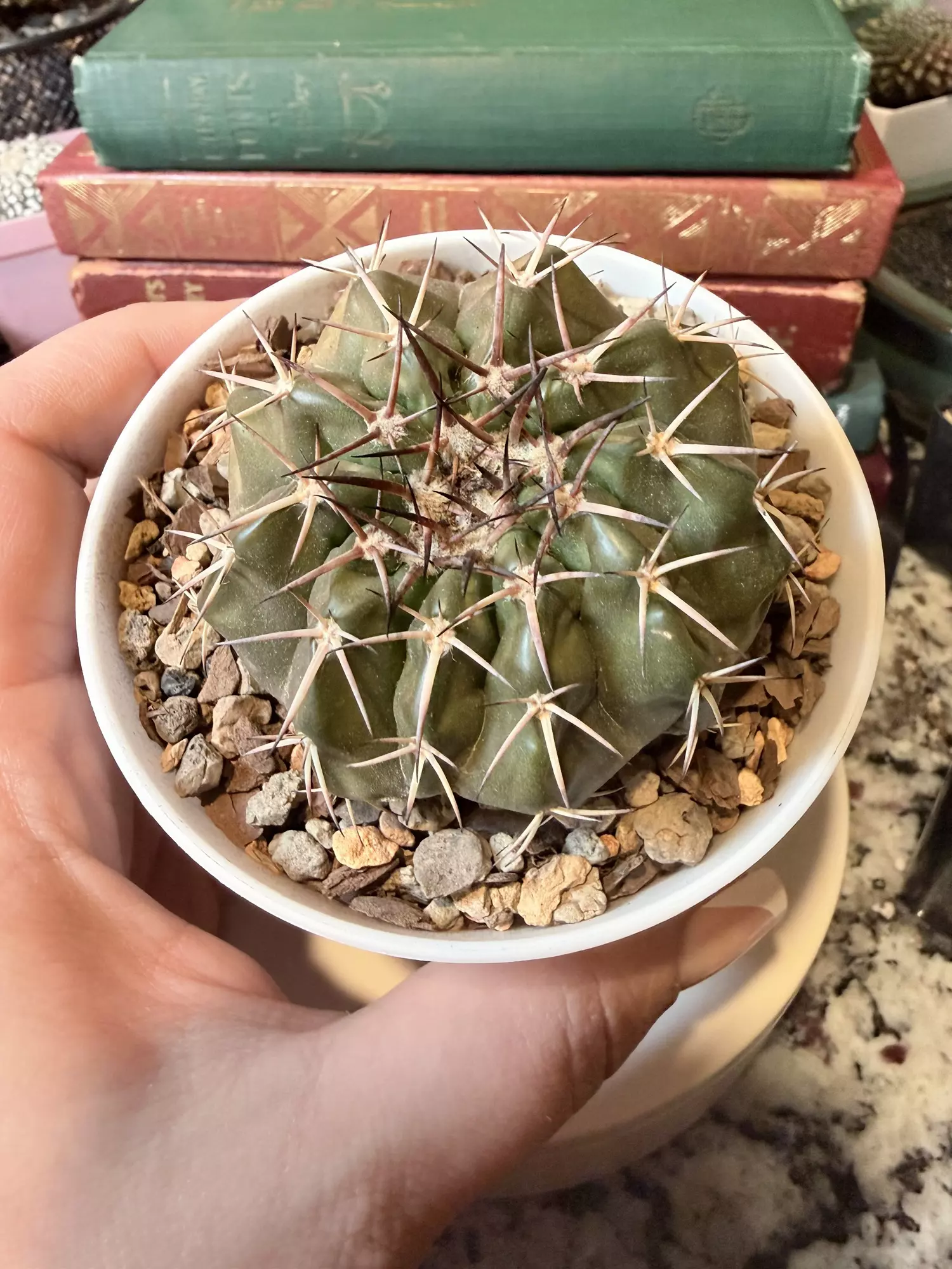 plant/0001 Discocactus Gigantea 🕺🏻-0