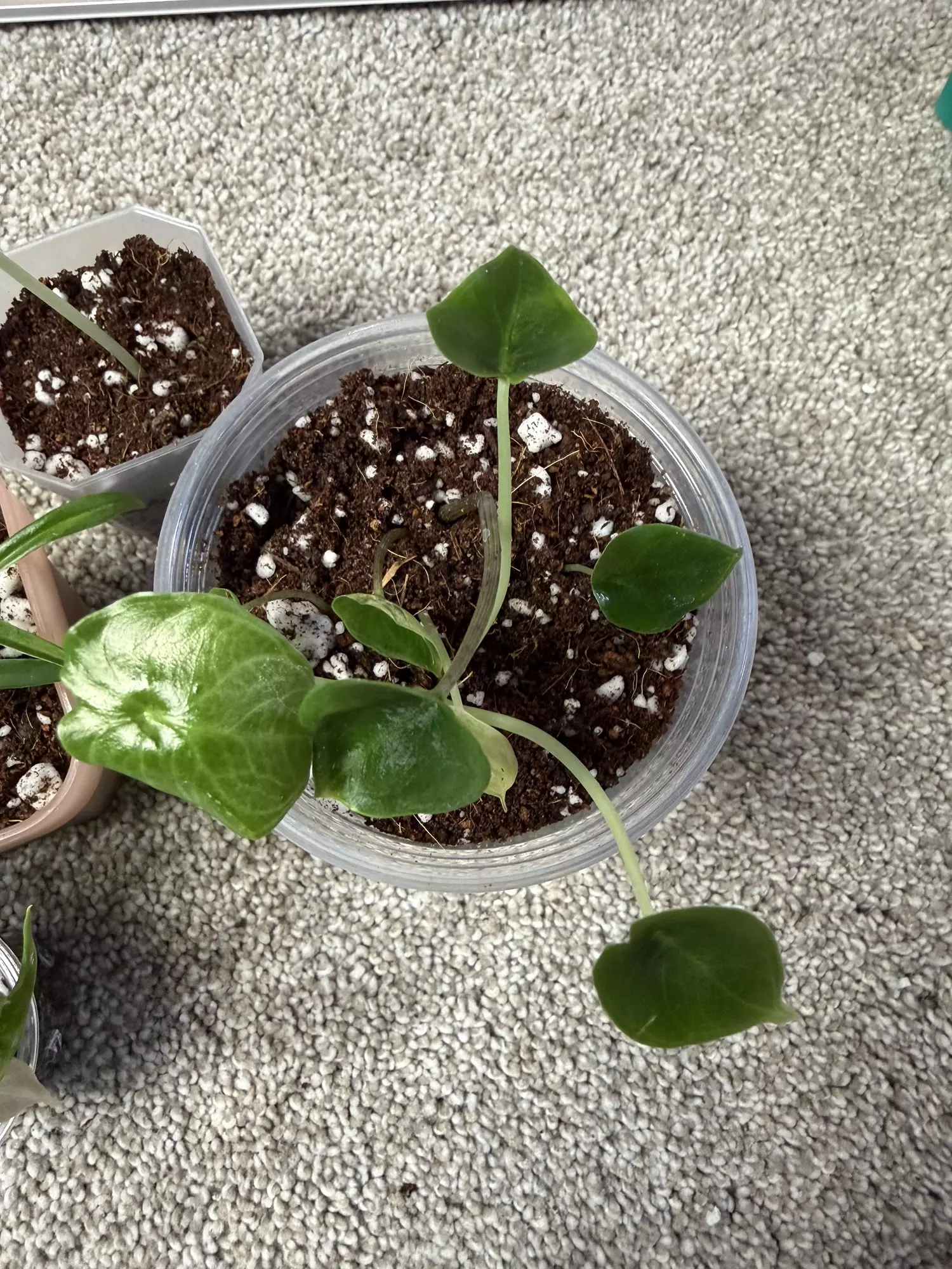 plant/MULTIPLE ‘Mystery’ PLANTS!-1