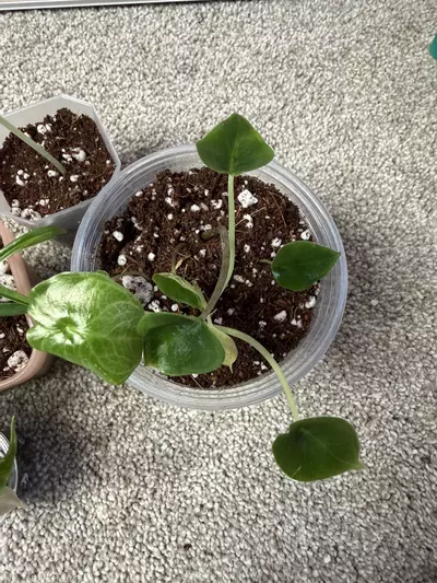 plant/MULTIPLE ‘Mystery’ PLANTS!-1-thumbnail