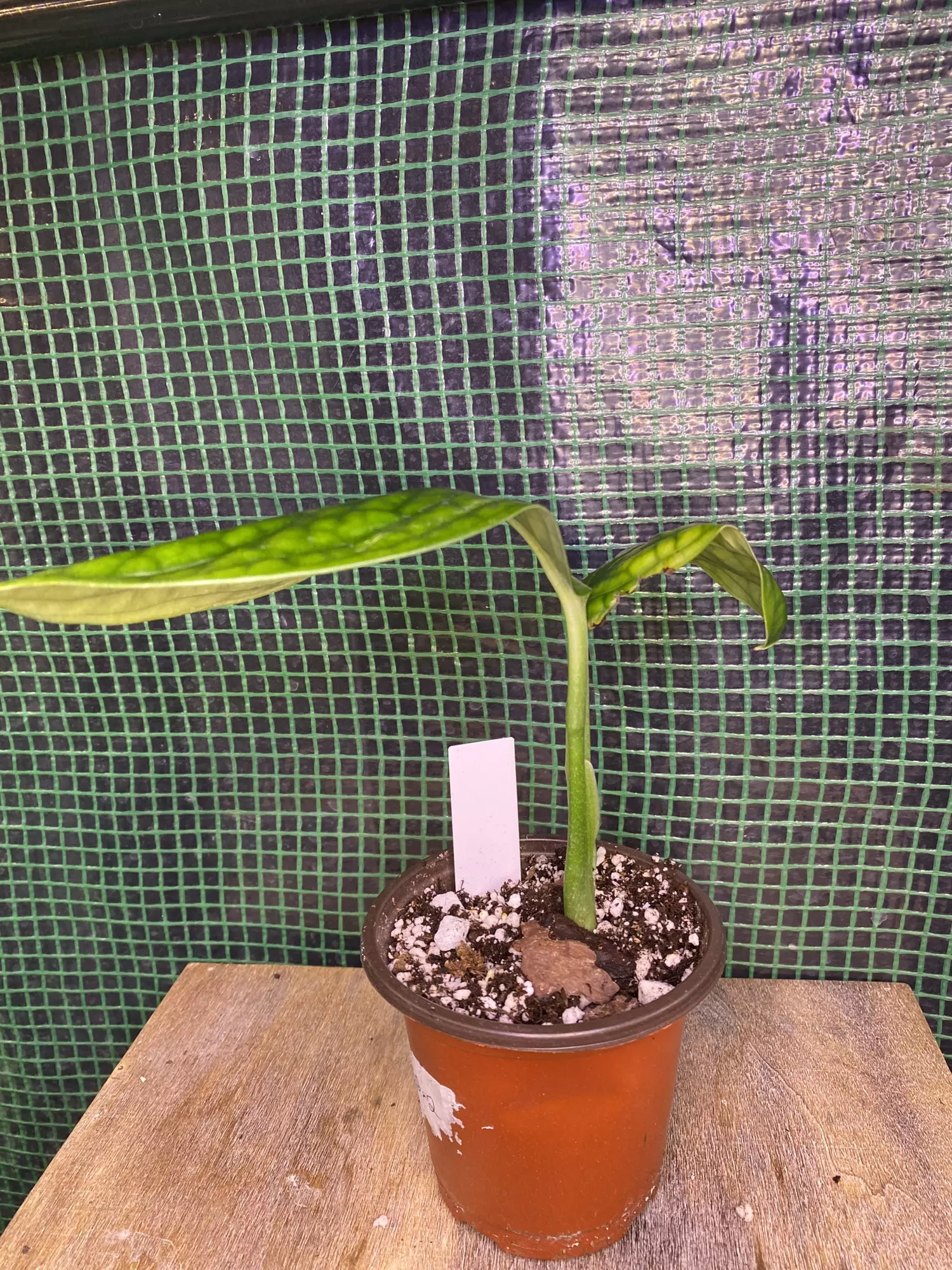 plant/3” Monstera Peru-2