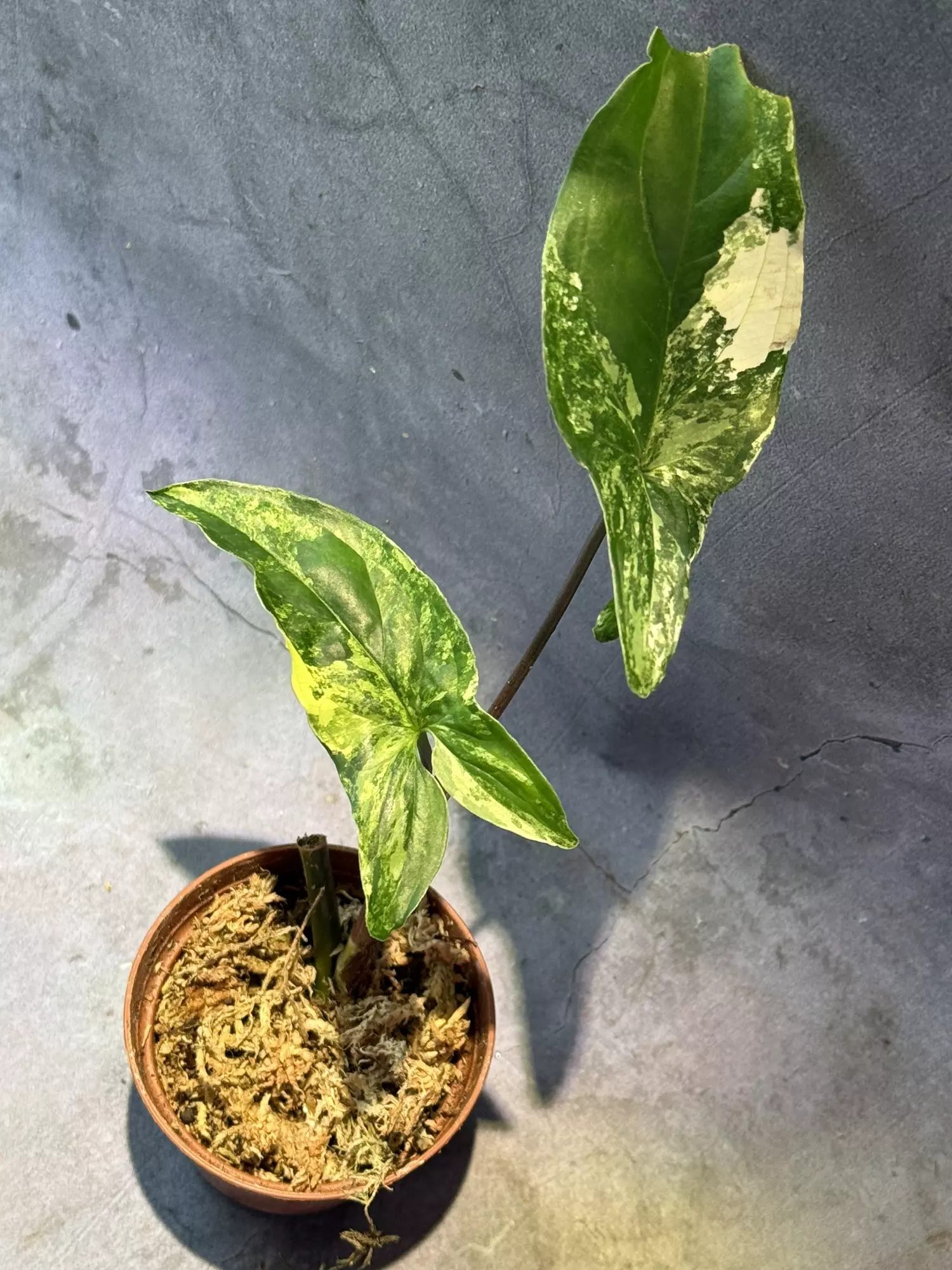 plant/Syngonium albo-0