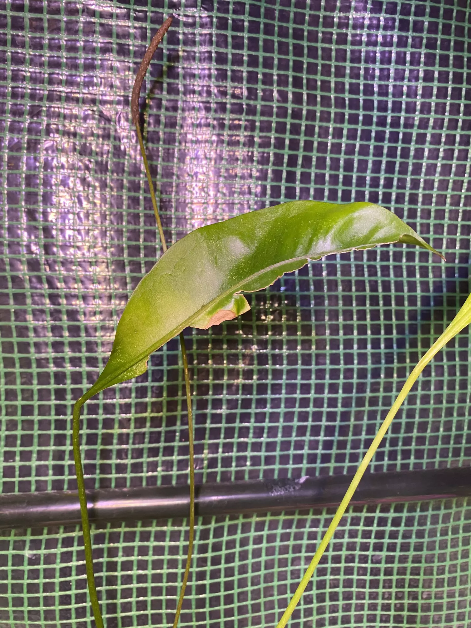 plant/Anthurium ‘Gracile’ 4.5” *flowering*-4