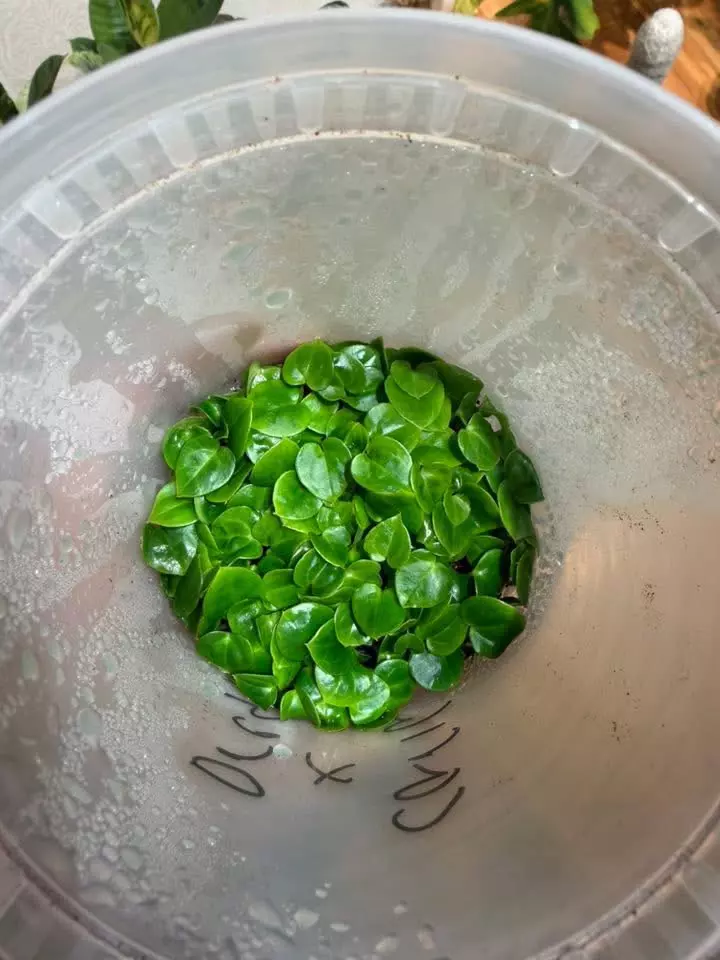 plant/(Carla GPH 001) x (Dressleri RG Clone #2 x Windy)-0