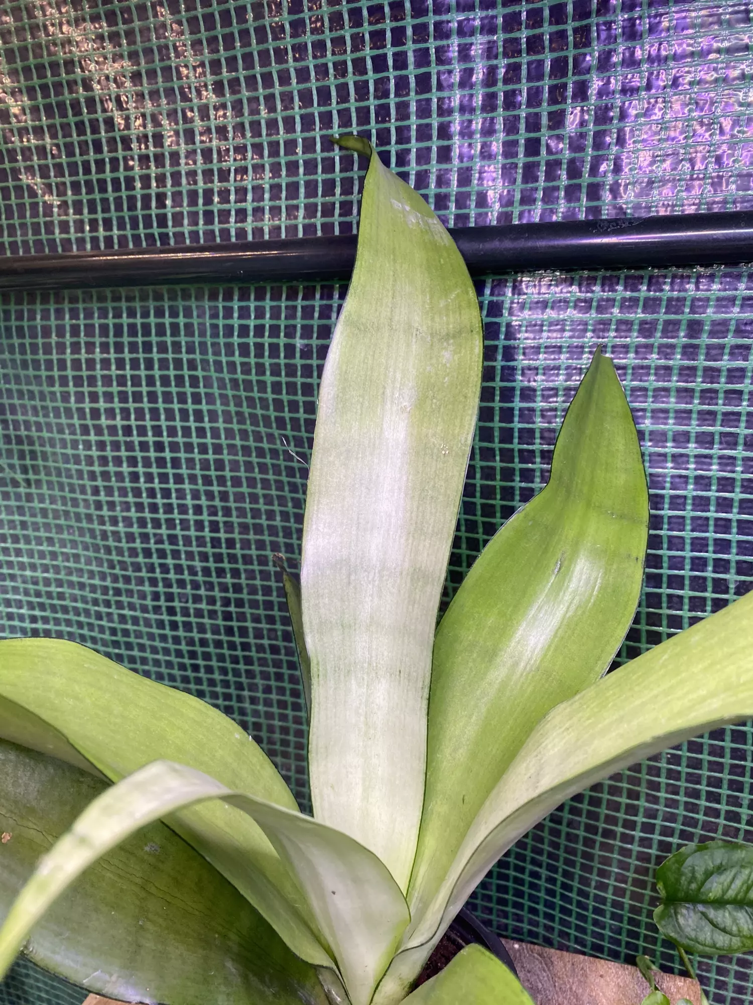 plant/‘Moonshine’ Snake Plant 4”-0