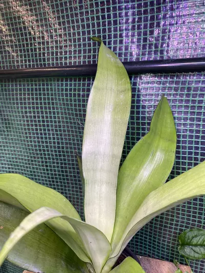 plant/‘Moonshine’ Snake Plant 4”-0-thumbnail