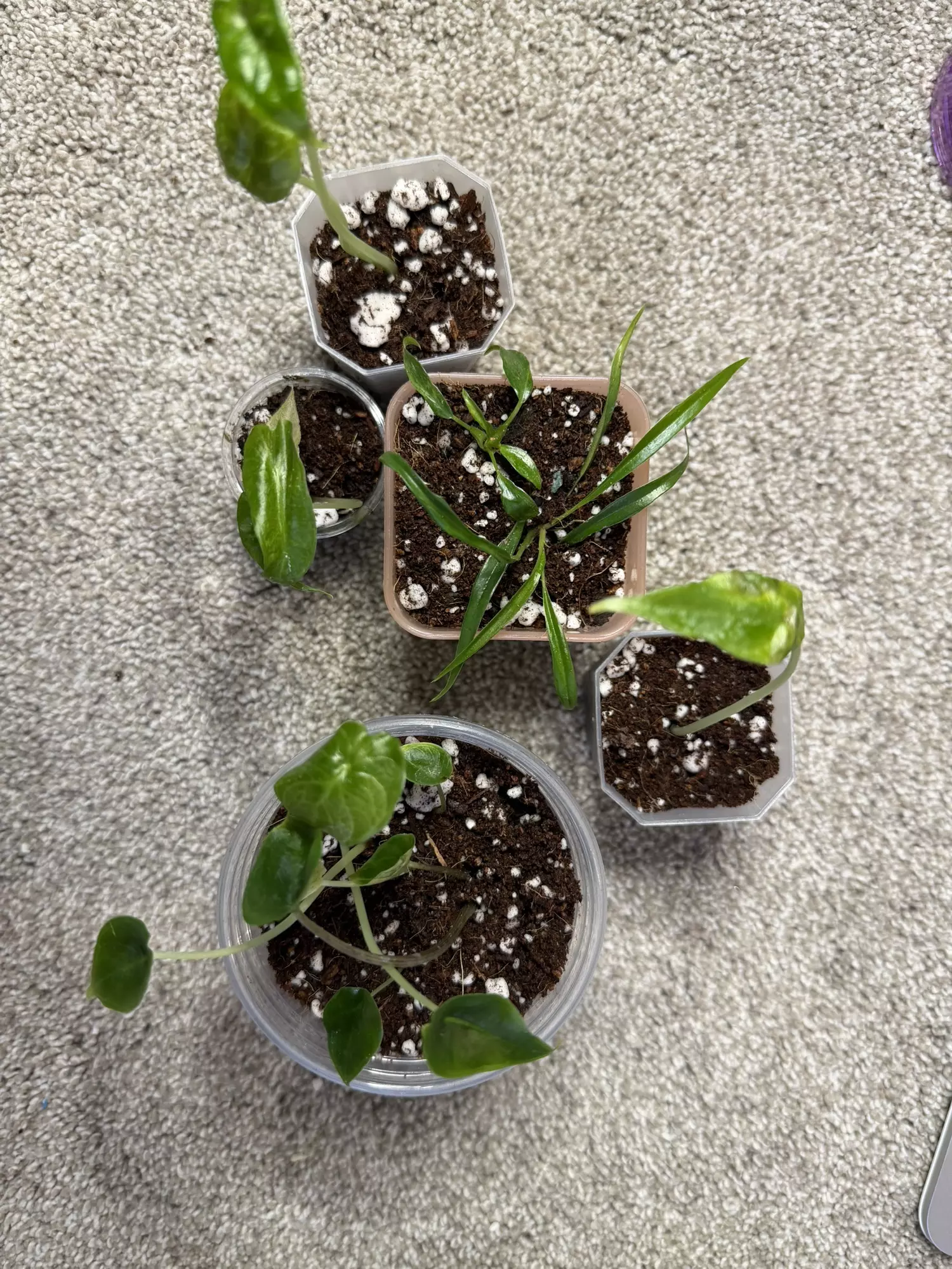 plant/MULTIPLE ‘Mystery’ PLANTS!-2