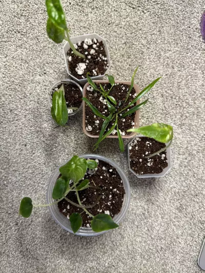 plant/MULTIPLE ‘Mystery’ PLANTS!-2-thumbnail