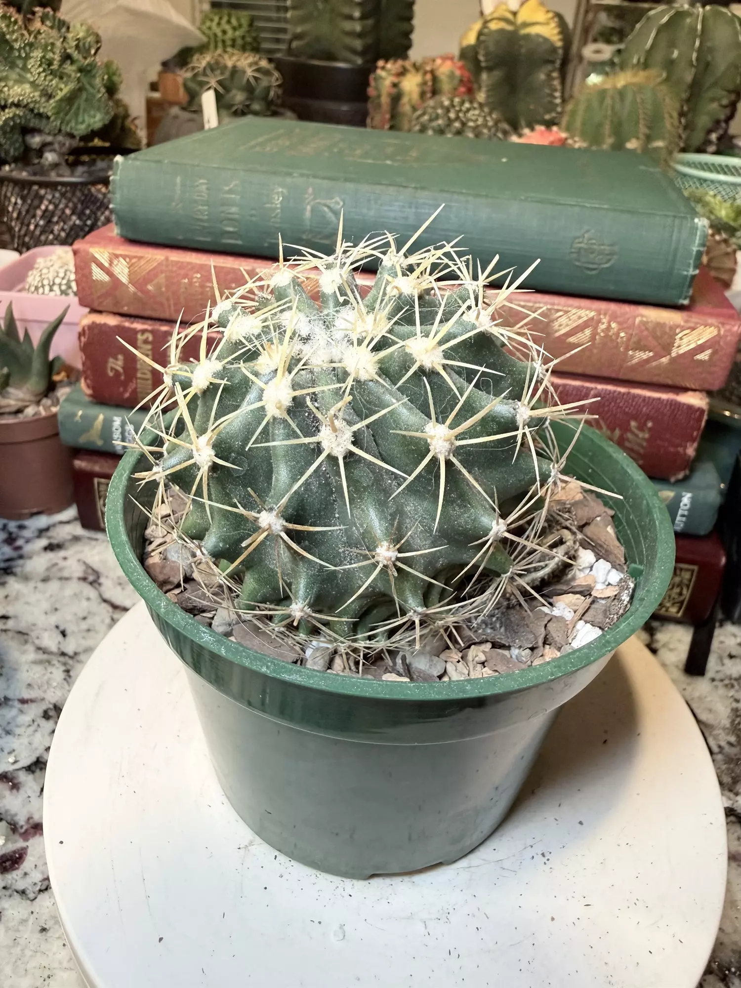 plant/Not Sure but it’s Cool Looking-1