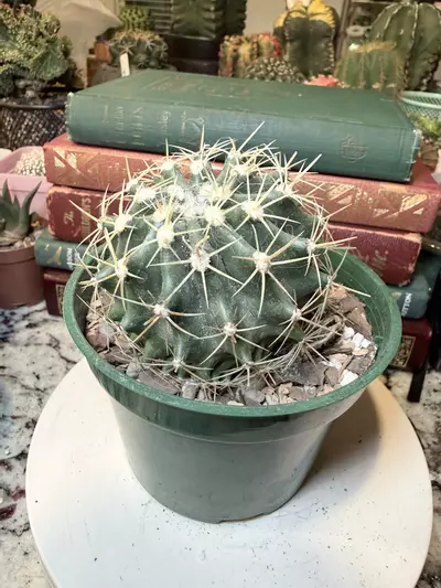 plant/Not Sure but it’s Cool Looking-1-thumbnail