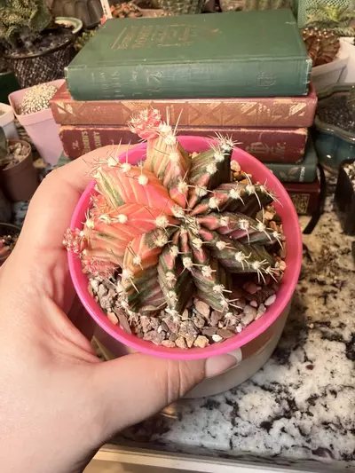 plant/0005 Pink Twisty Gymno Momma-0-thumbnail