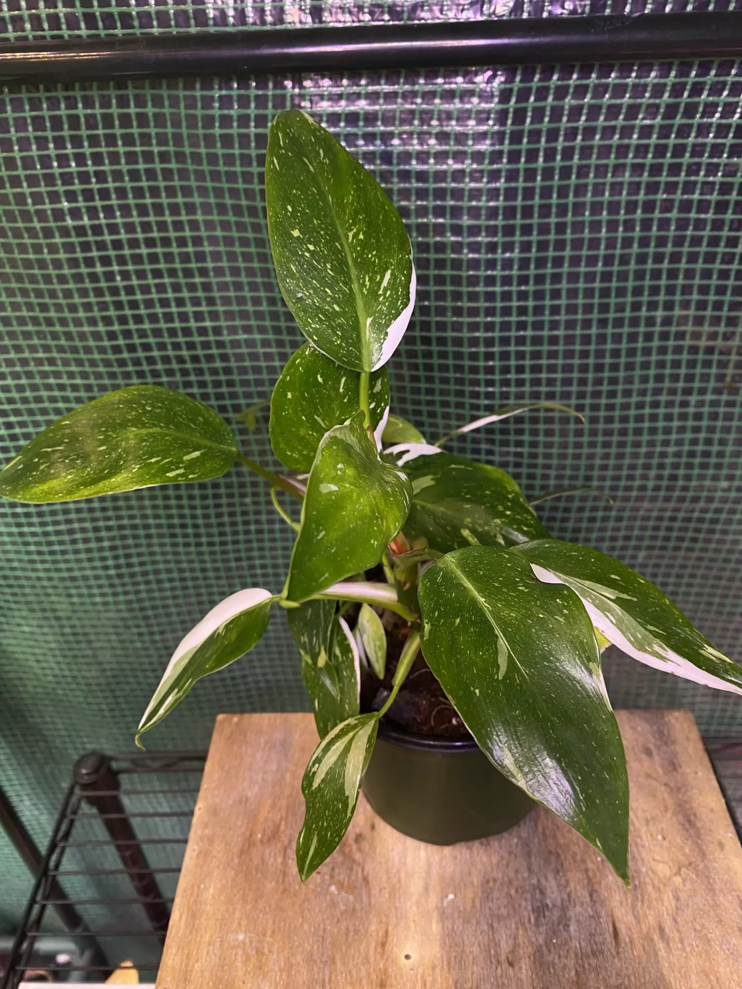 plant/Philo. White Princess Bushy Plant 6”-0