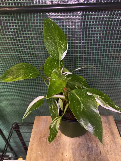 plant/Philo. White Princess Bushy Plant 6”-0-thumbnail