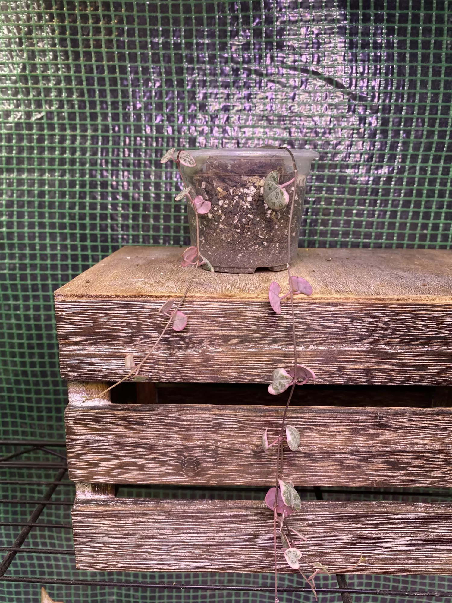 plant/Variegated String of Hearts 3” *ADD-ON ONLY-2