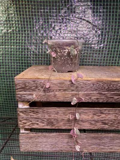 plant/Variegated String of Hearts 3” *ADD-ON ONLY-2-thumbnail