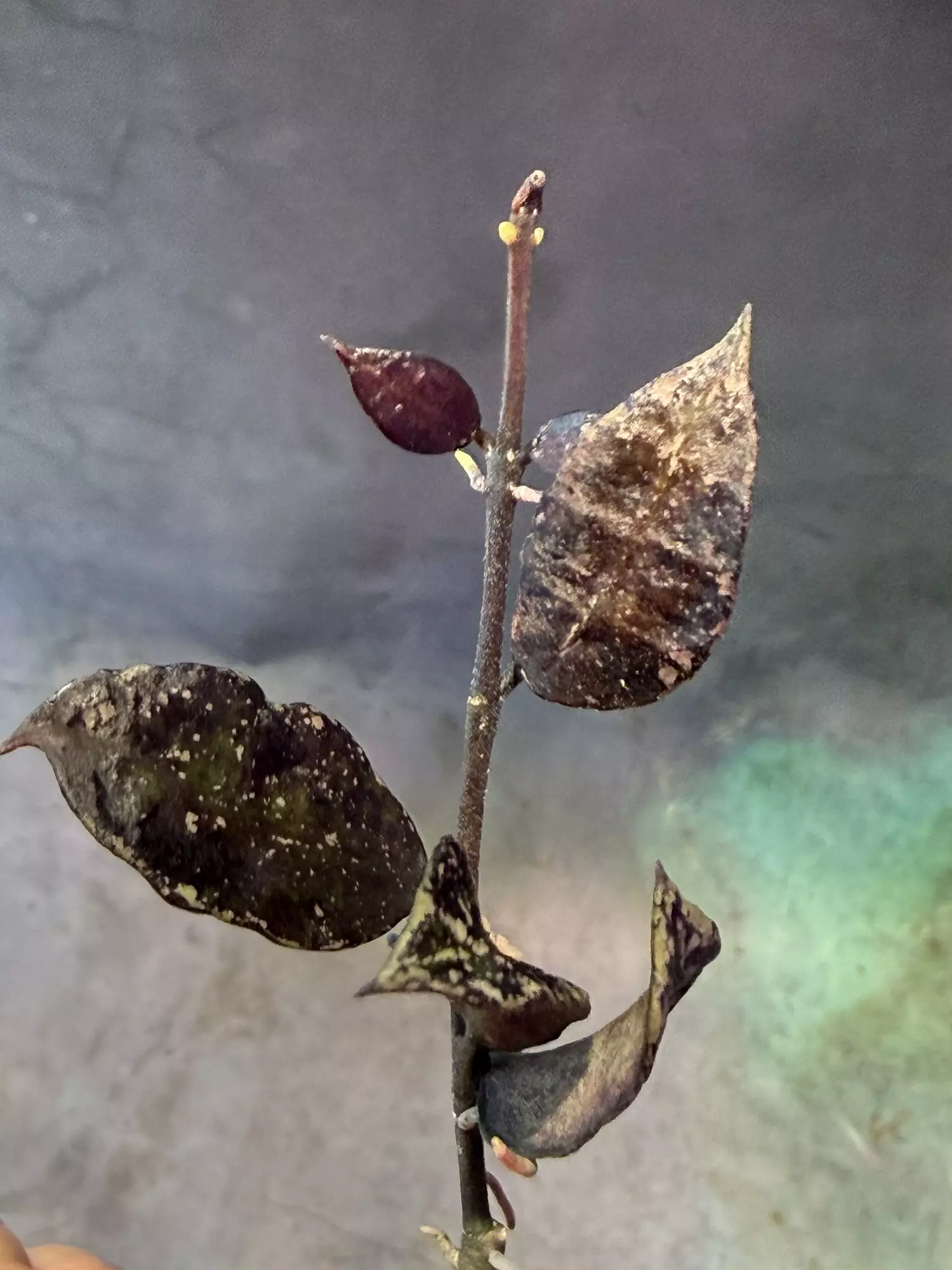 plant/Hoya lacunosa Thailand 2 node mid cut unrooted-0