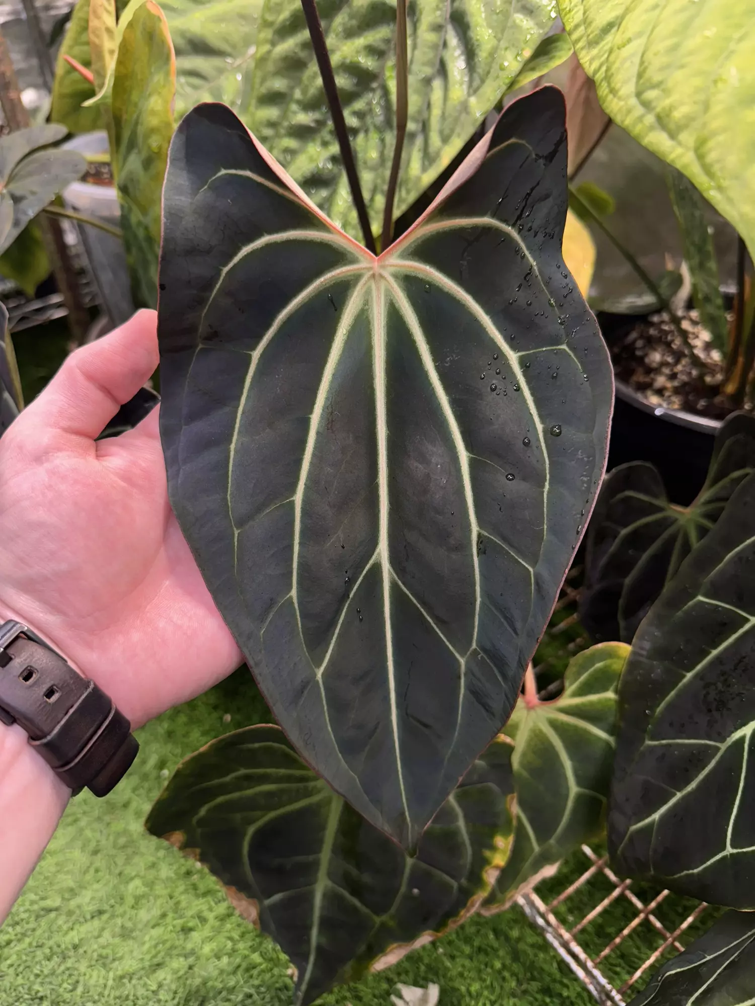 plant/Besseae aff. “Bingo” x “Bluey”-1