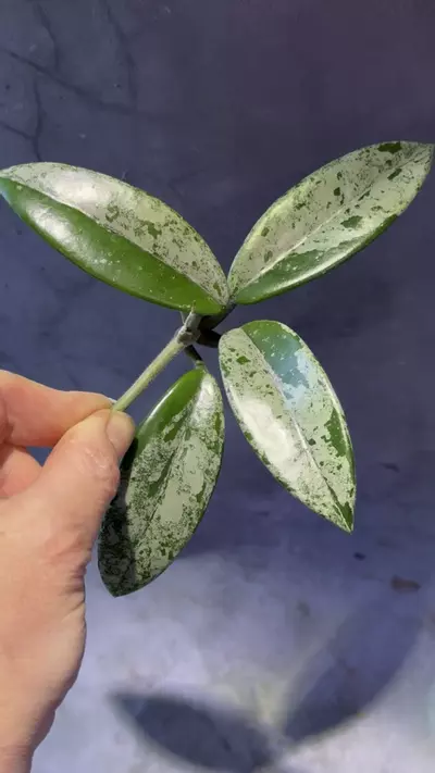 plant/Hoya Wilbur graves china cutting unrooted-0-thumbnail