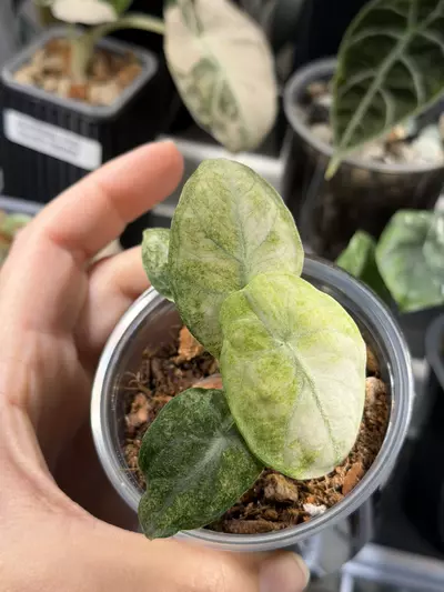 plant/Alocasia Ninja Tricolor #4-0-thumbnail