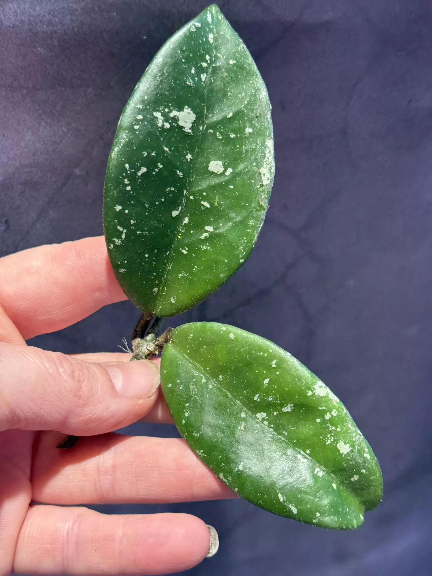 plant/Hoya sprinkles cut (koko ranch carnosa x krinkle 8)-0