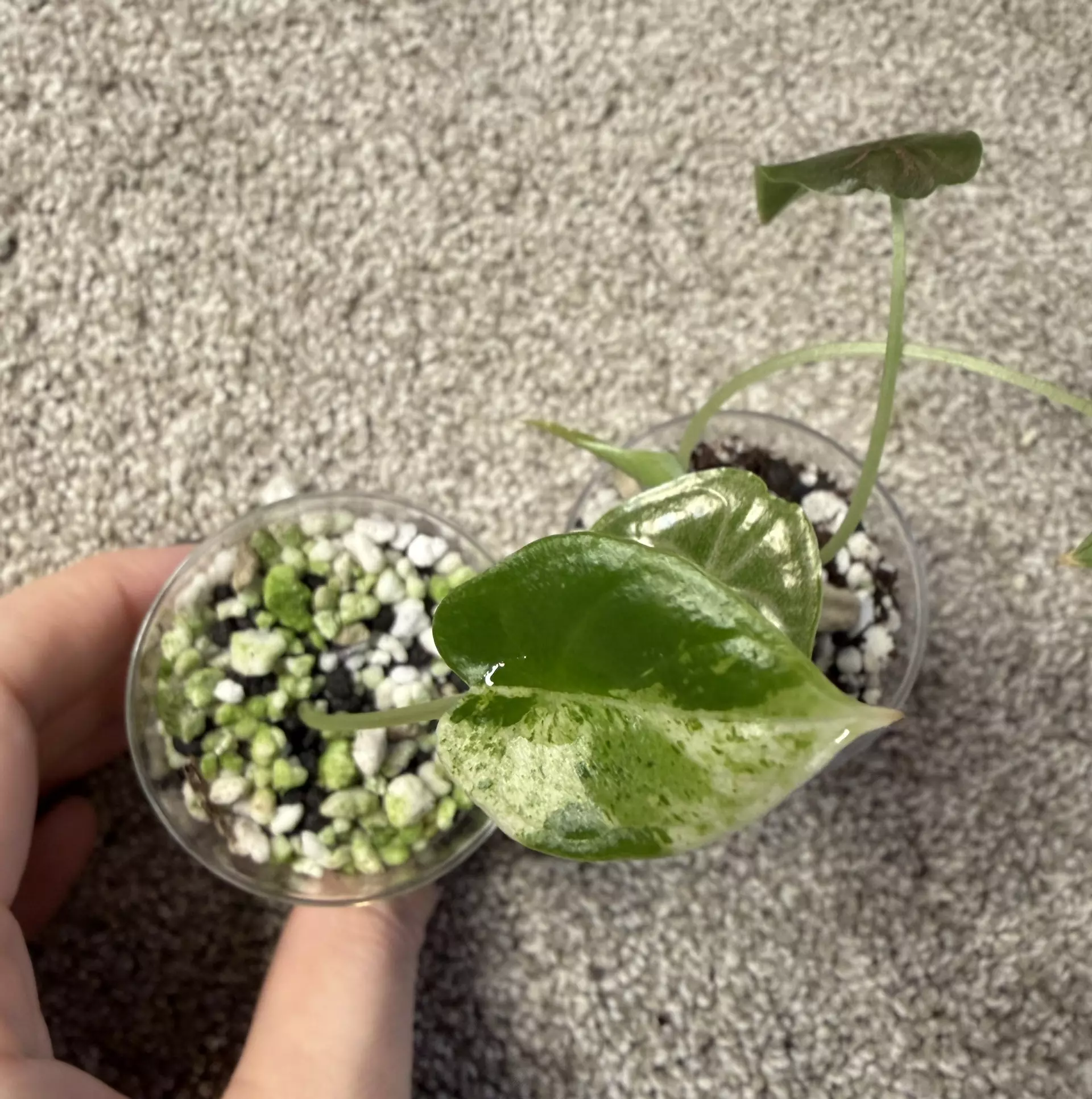 plant/Alocasia Dragon Scale Mint and Azlanii (gamble)-1