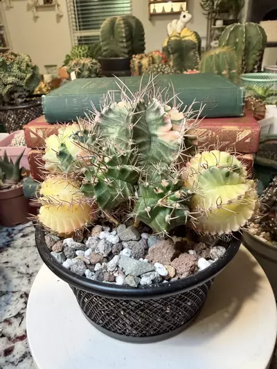 plant/0010 Possibly My Favorite Momma-0-thumbnail