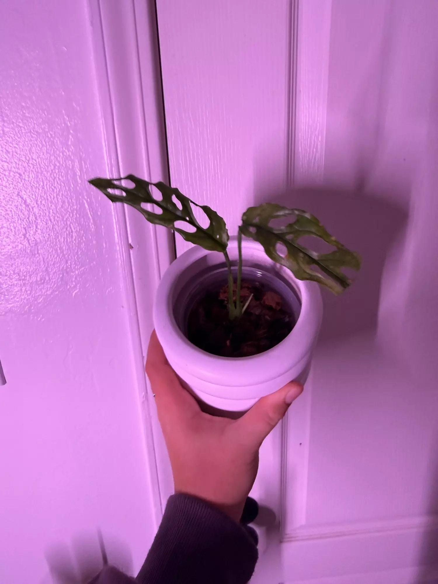 plant/Monstera obliqua Peru 💚🌱-0