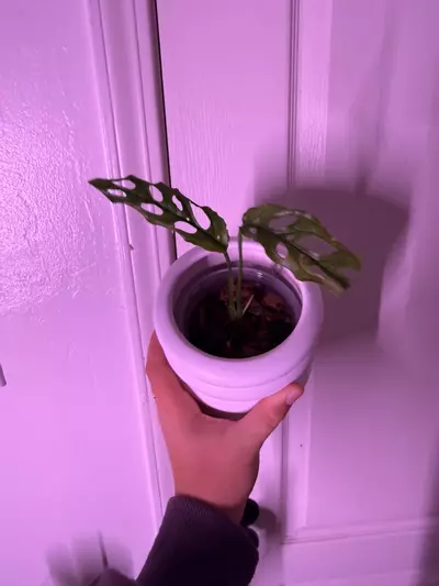 plant/Monstera obliqua Peru 💚🌱-0-thumbnail