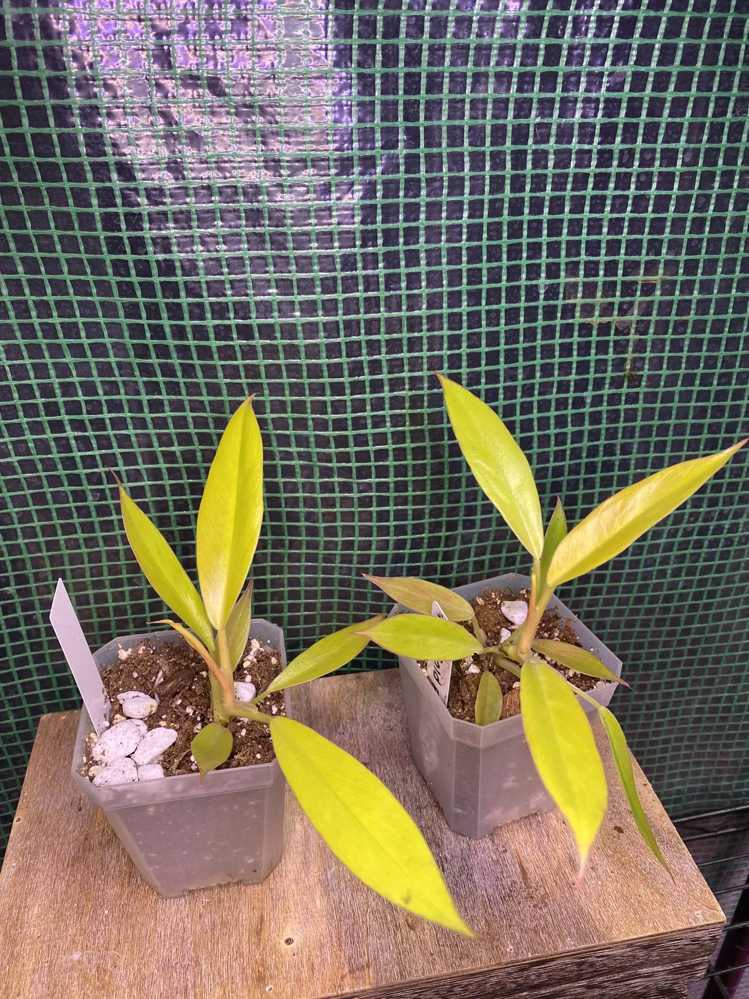 plant/Philo. Ring of Fire Gold 3”-0