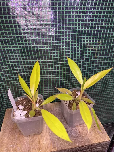 plant/Philo. Ring of Fire Gold 3”-0-thumbnail